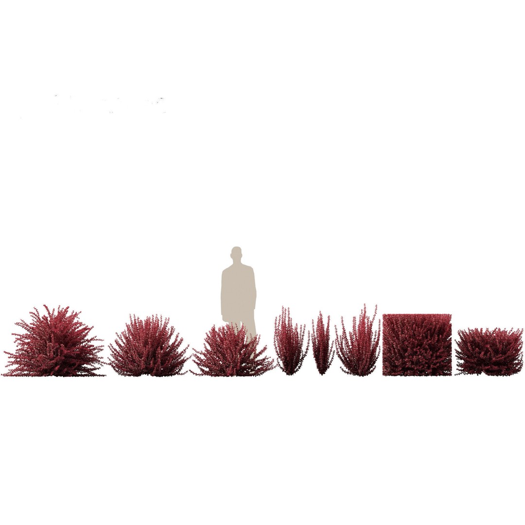Berberis thunbergii f atropurpurea Gentry 3D Model – Realistic Plant Asset, FBX - View 3