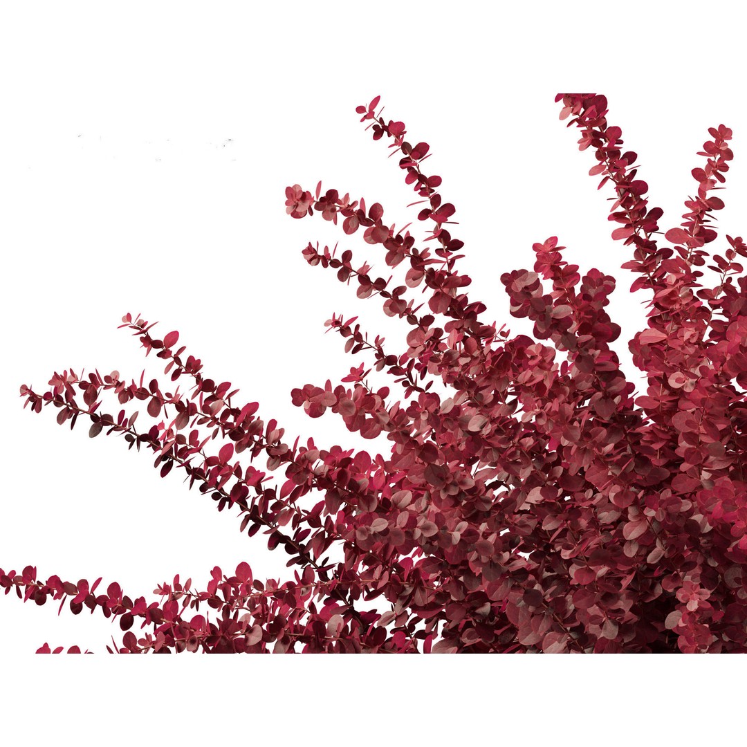 Berberis thunbergii f atropurpurea Gentry 3D Model – Realistic Plant Asset, FBX - View 5