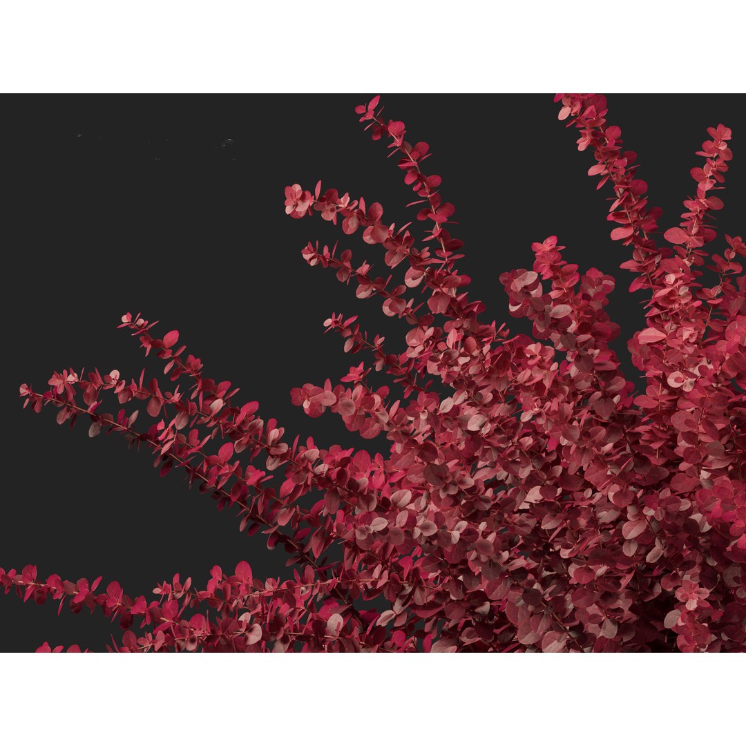 Berberis thunbergii f atropurpurea Gentry 3D Model – Realistic Plant Asset, FBX - View 6