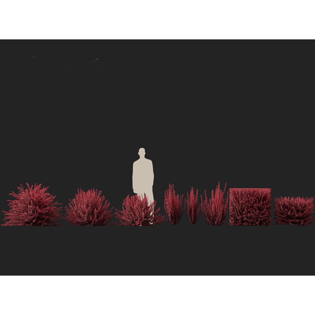 Berberis thunbergii f atropurpurea Gentry 3D Model – Realistic Plant Asset, FBX - View 7