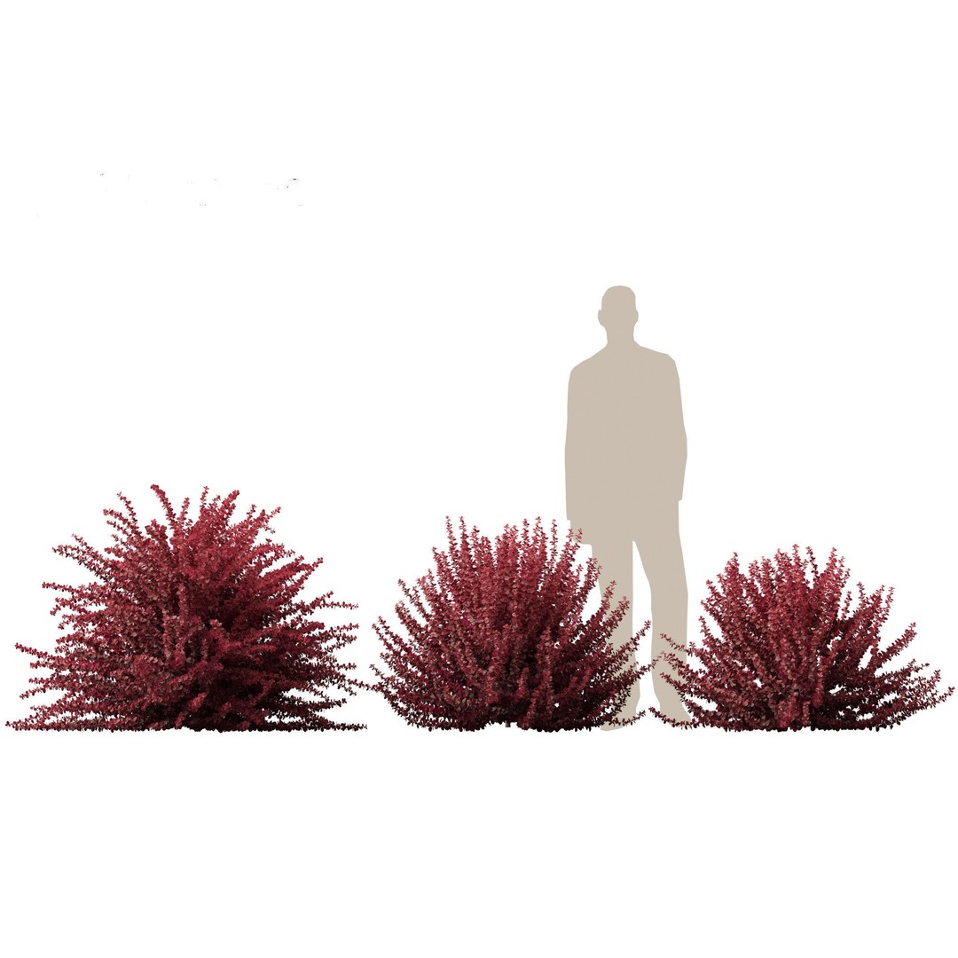 Berberis thunbergii f atropurpurea Gentry 3D Model – Realistic Plant Asset, FBX - View 8