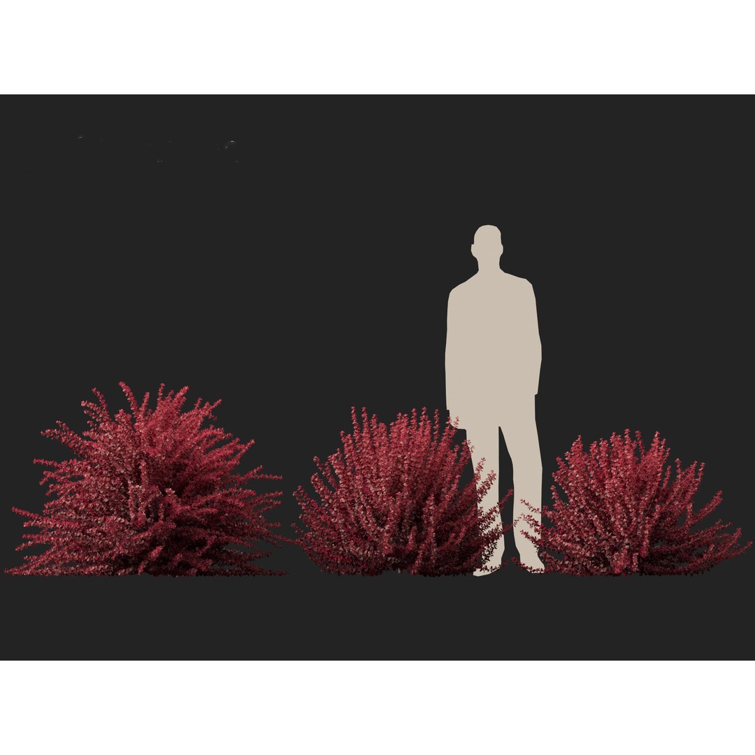 Berberis thunbergii f atropurpurea Gentry 3D Model – Realistic Plant Asset, FBX - View 9