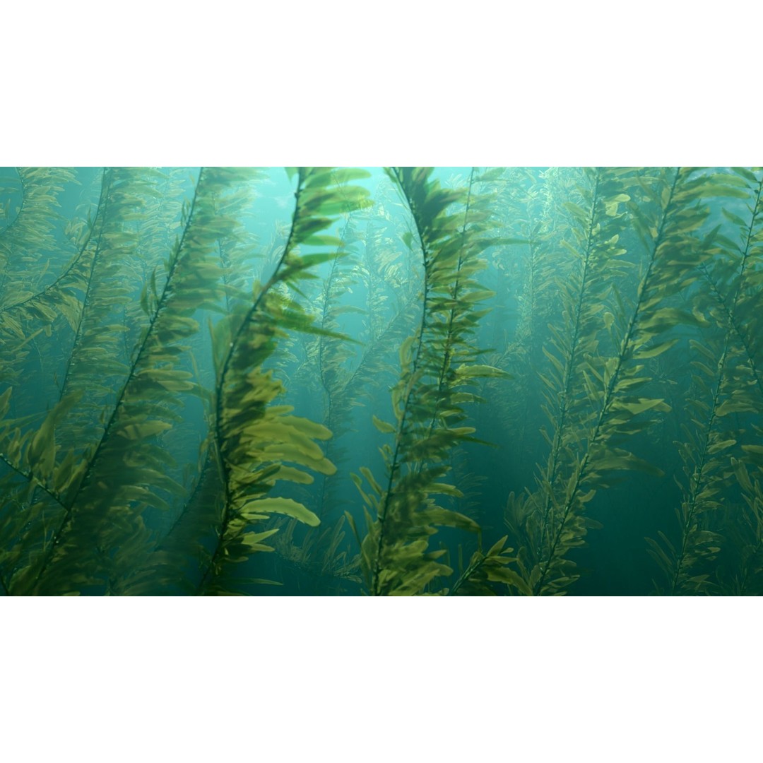 Procedural Kelp Forest 3D Model – Animated Underwater Environment, Blender