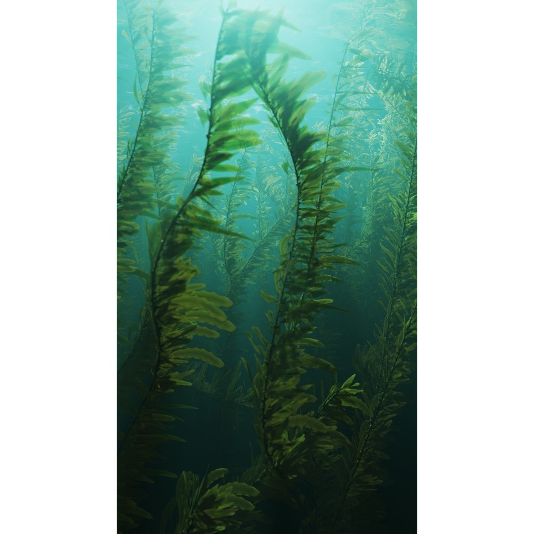 Procedural Kelp Forest 3D Model – Animated Underwater Environment, Blender - View 11