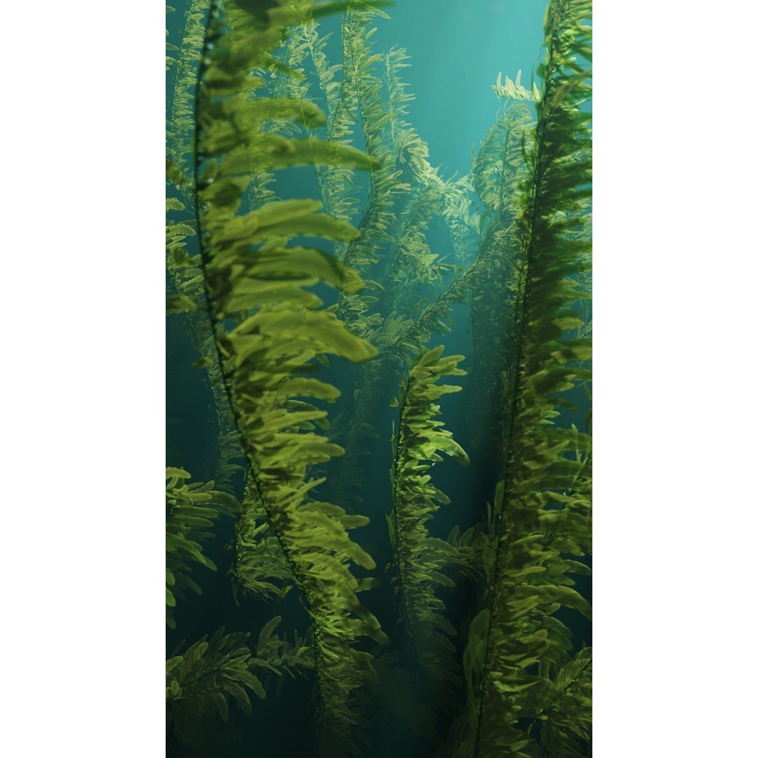 Procedural Kelp Forest 3D Model – Animated Underwater Environment, Blender - View 12