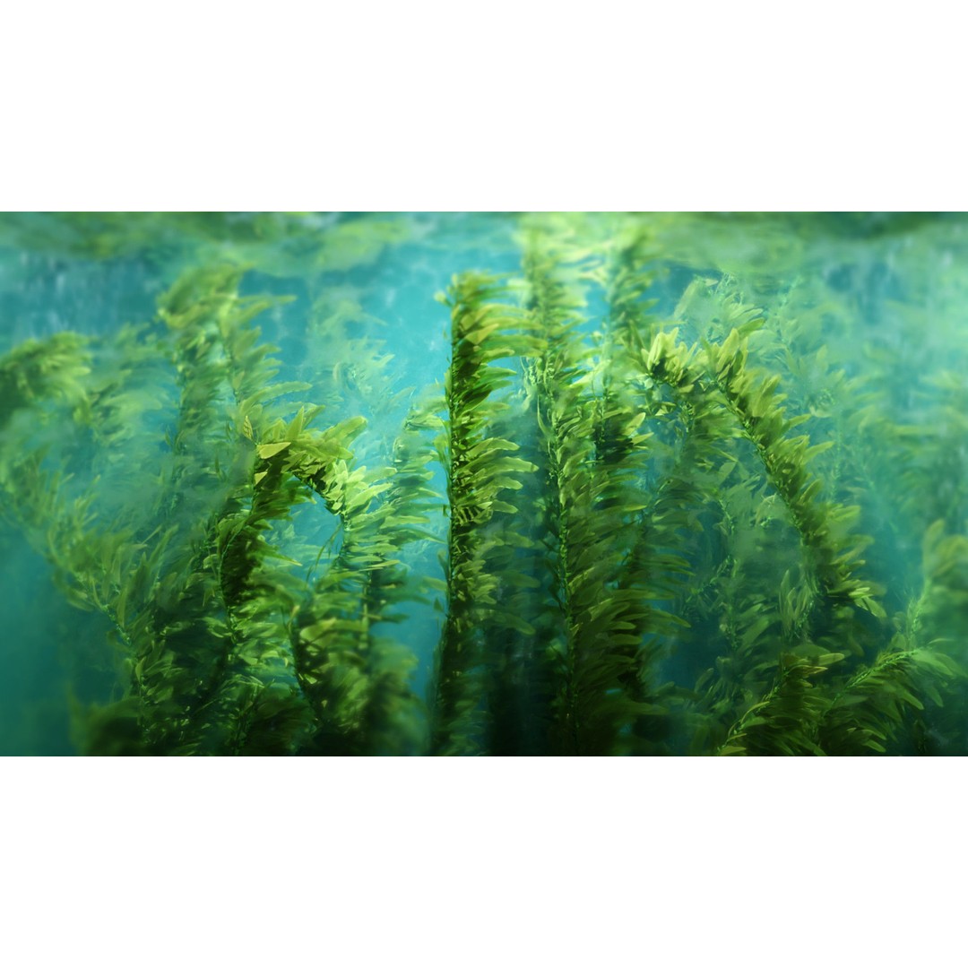 Procedural Kelp Forest 3D Model – Animated Underwater Environment, Blender - View 13
