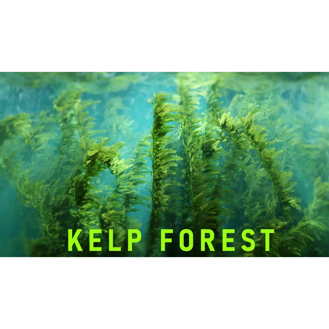 Procedural Kelp Forest 3D Model – Animated Underwater Environment, Blender - View 2