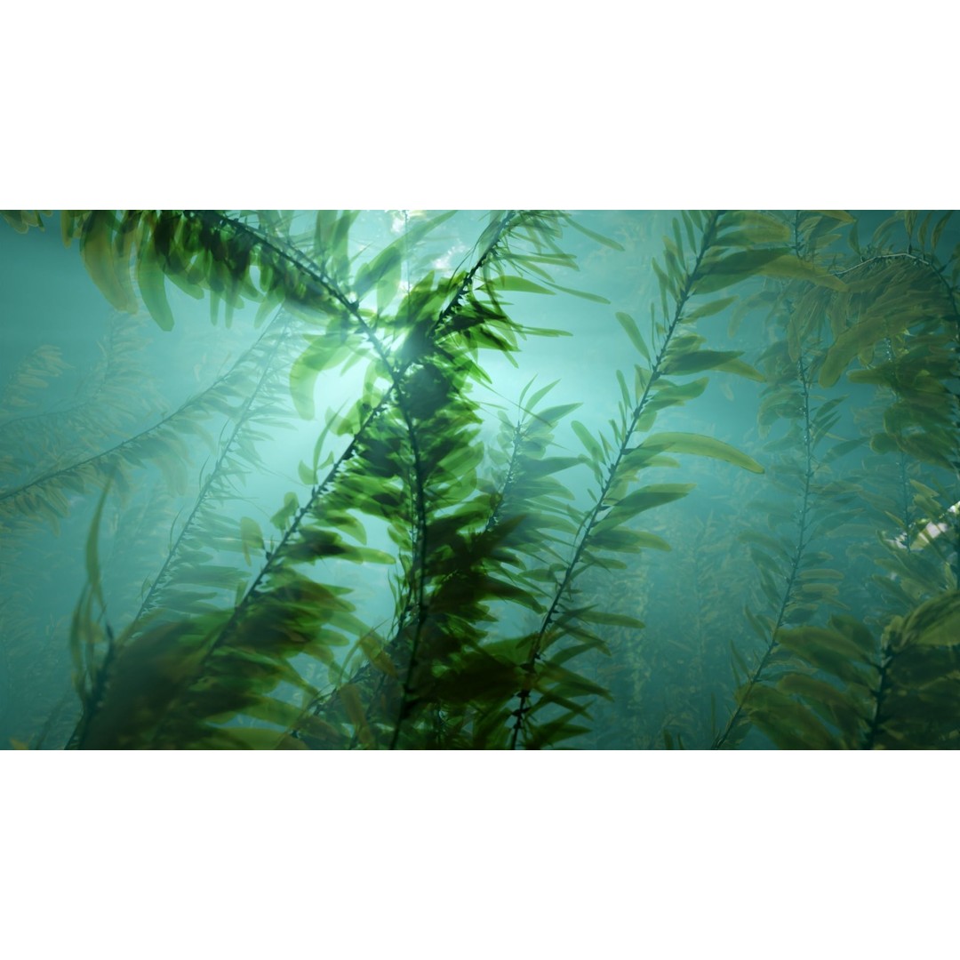 Procedural Kelp Forest 3D Model – Animated Underwater Environment, Blender - View 5