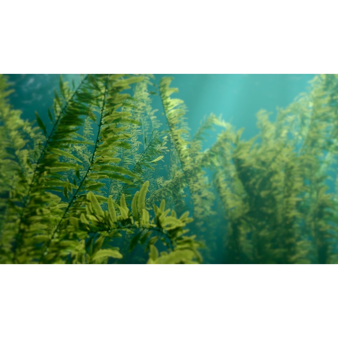 Procedural Kelp Forest 3D Model – Animated Underwater Environment, Blender - View 6
