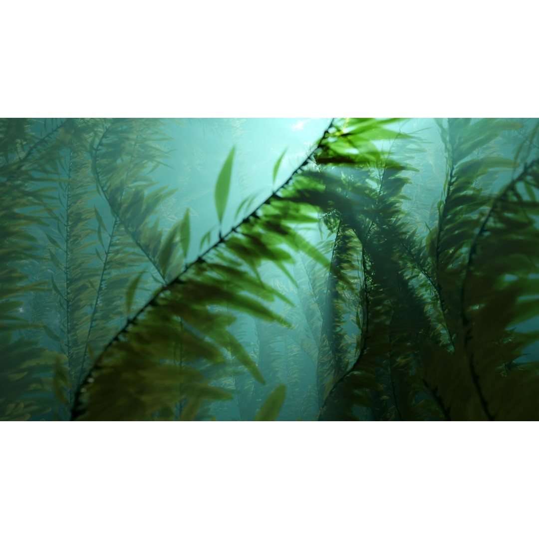 Procedural Kelp Forest 3D Model – Animated Underwater Environment, Blender - View 7