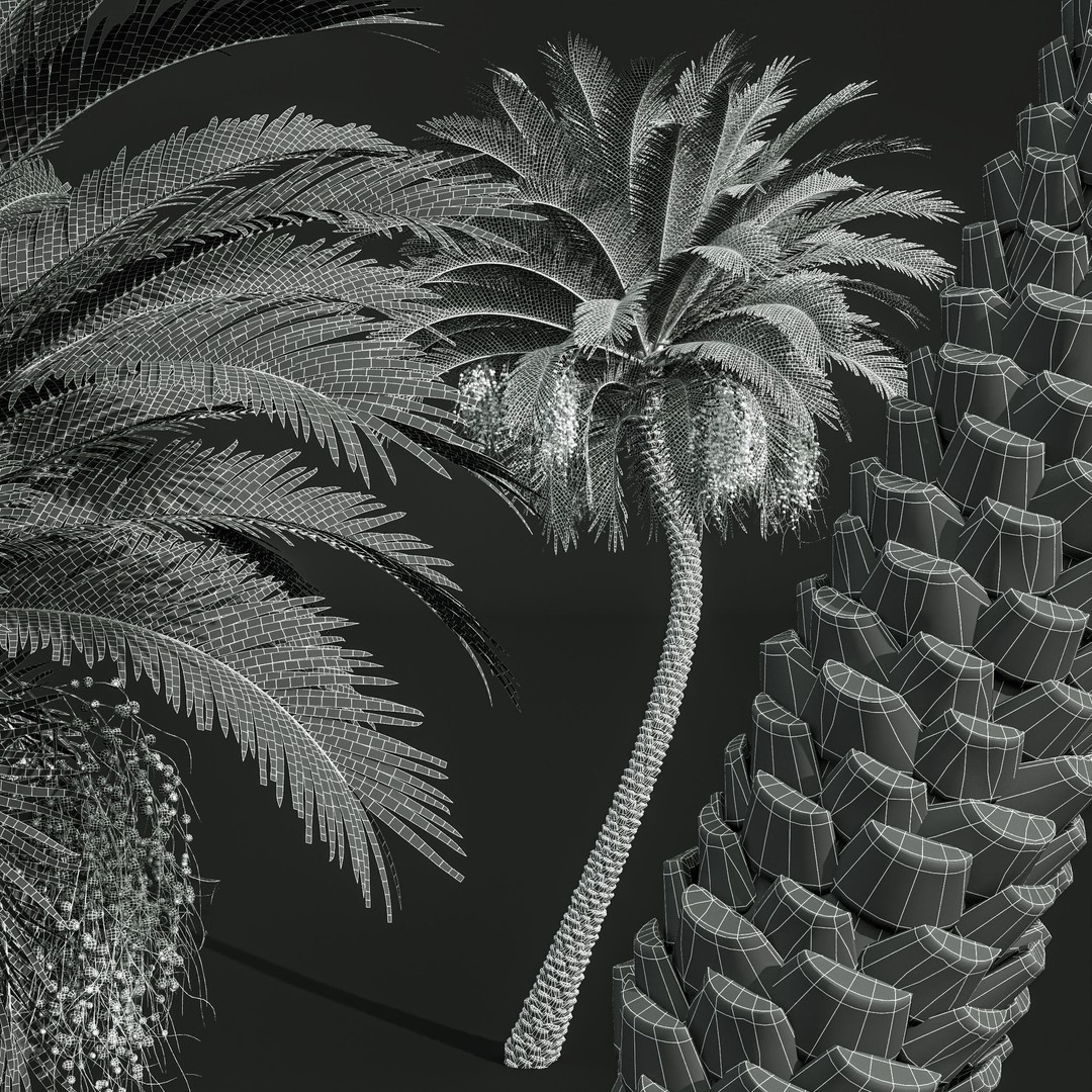 Sabal Palmetto and Phoenix Sylvestris 3D Model – Game-Ready PBR Asset, FBX