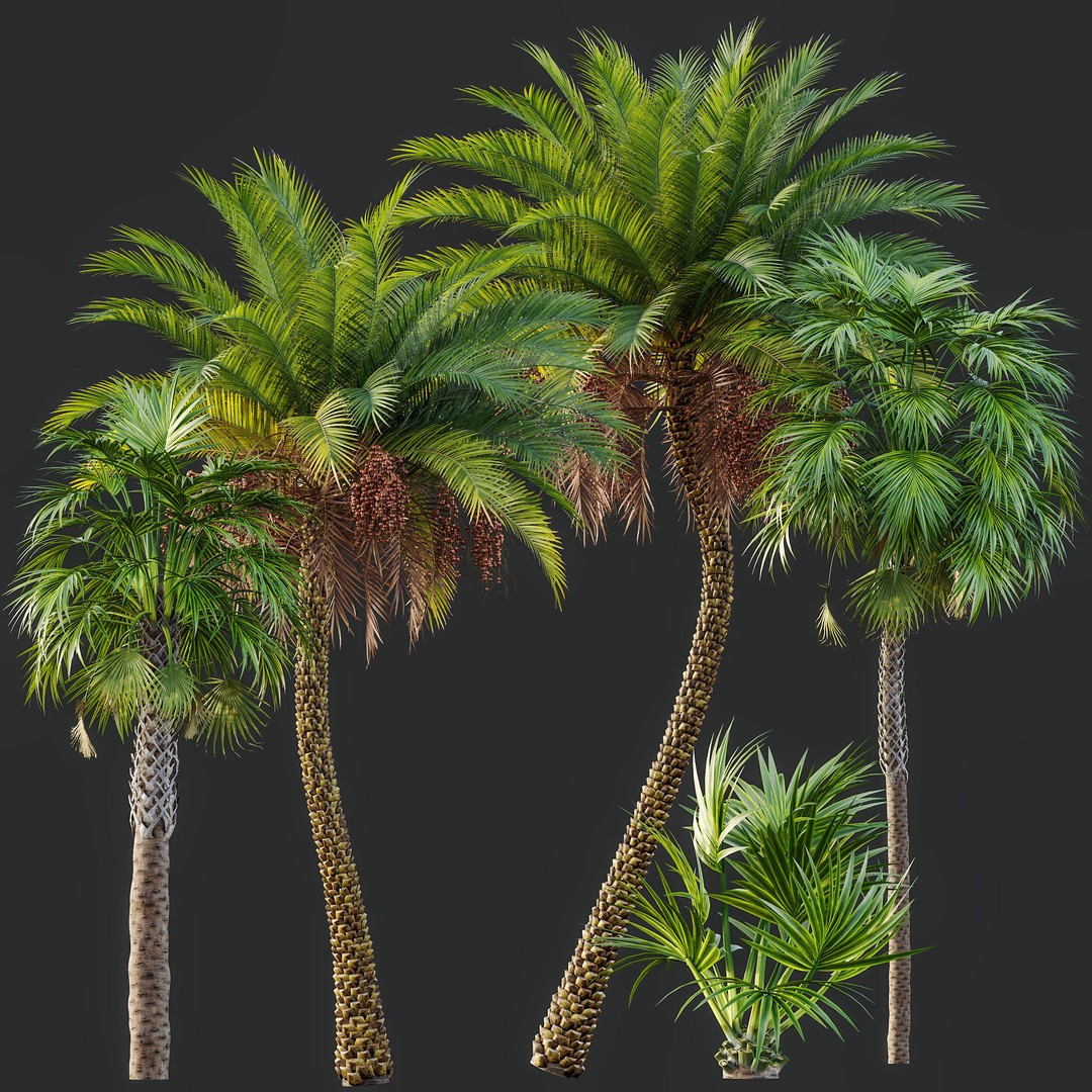 Sabal Palmetto and Phoenix Sylvestris 3D Model – Game-Ready PBR Asset, FBX - View 10