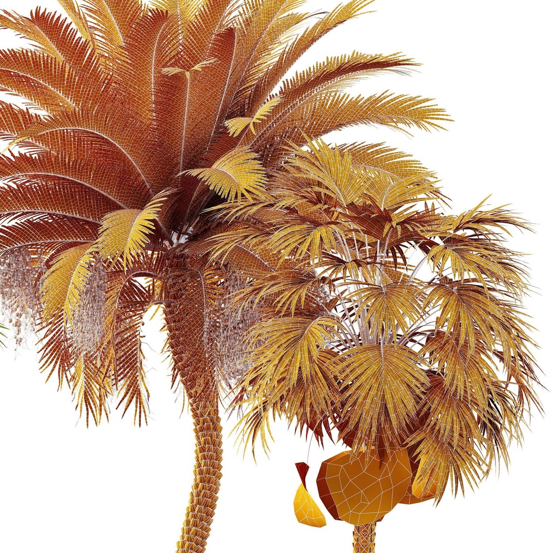 Sabal Palmetto and Phoenix Sylvestris 3D Model – Game-Ready PBR Asset, FBX - View 11