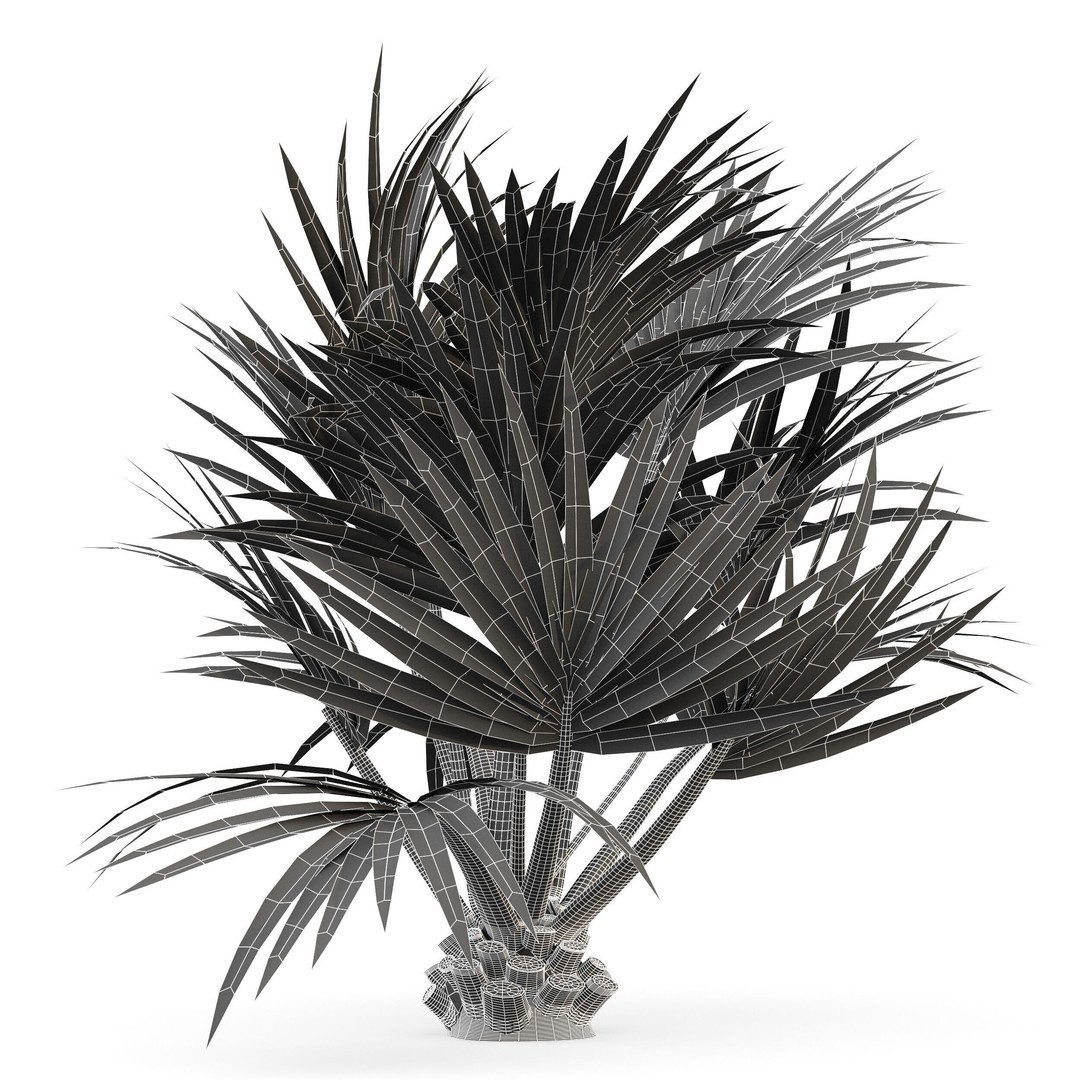 Sabal Palmetto and Phoenix Sylvestris 3D Model – Game-Ready PBR Asset, FBX - View 12