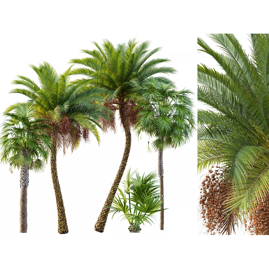 Sabal Palmetto and Phoenix Sylvestris 3D Model – Game-Ready PBR Asset, FBX - View 2
