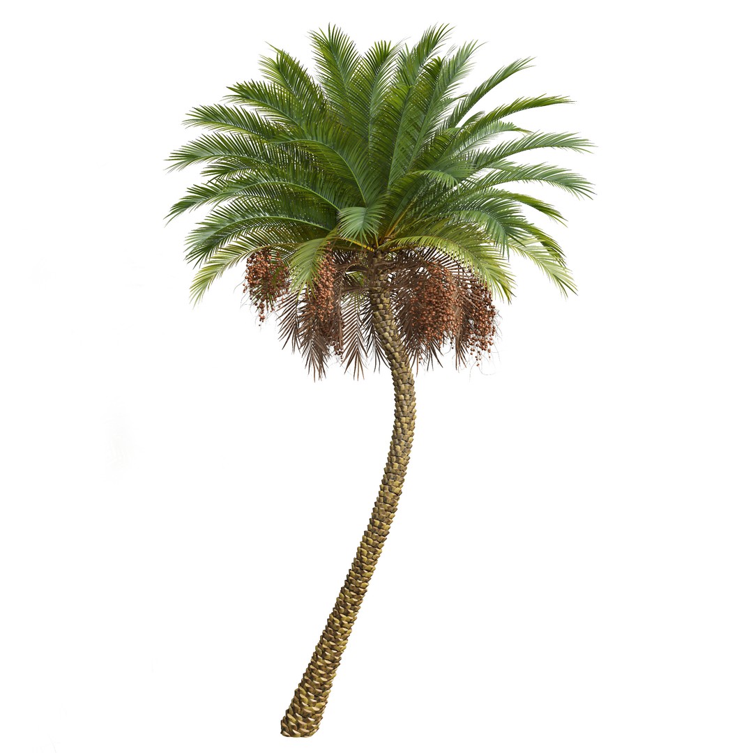 Sabal Palmetto and Phoenix Sylvestris 3D Model – Game-Ready PBR Asset, FBX - View 3