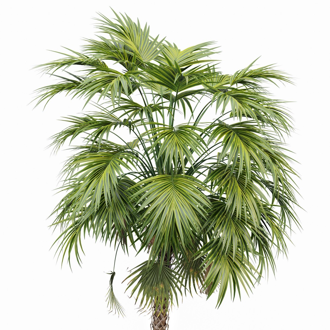 Sabal Palmetto and Phoenix Sylvestris 3D Model – Game-Ready PBR Asset, FBX - View 4