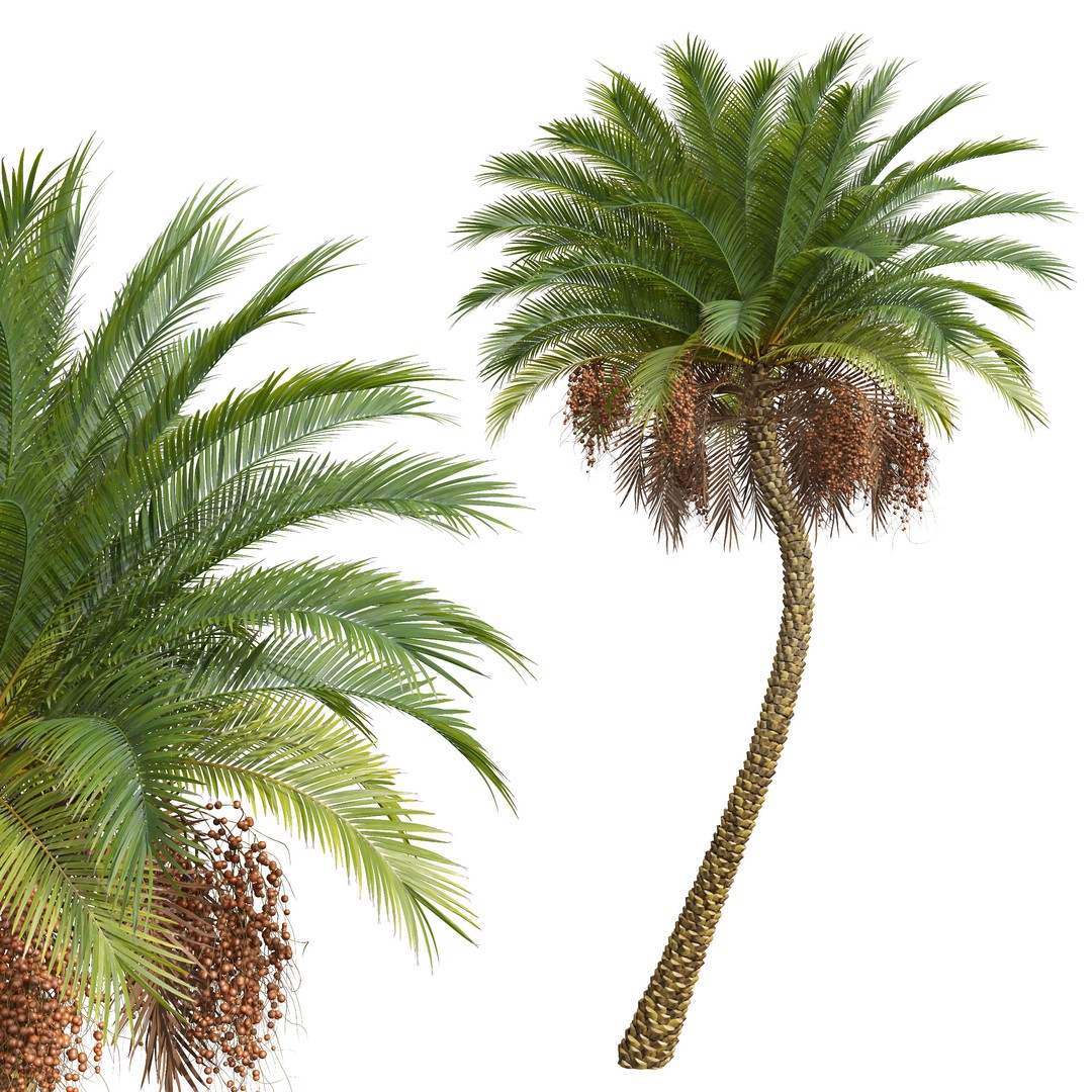 Sabal Palmetto and Phoenix Sylvestris 3D Model – Game-Ready PBR Asset, FBX - View 5