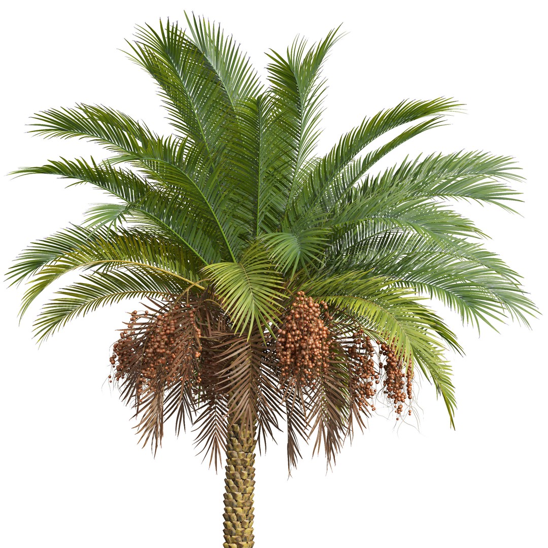 Sabal Palmetto and Phoenix Sylvestris 3D Model – Game-Ready PBR Asset, FBX - View 6