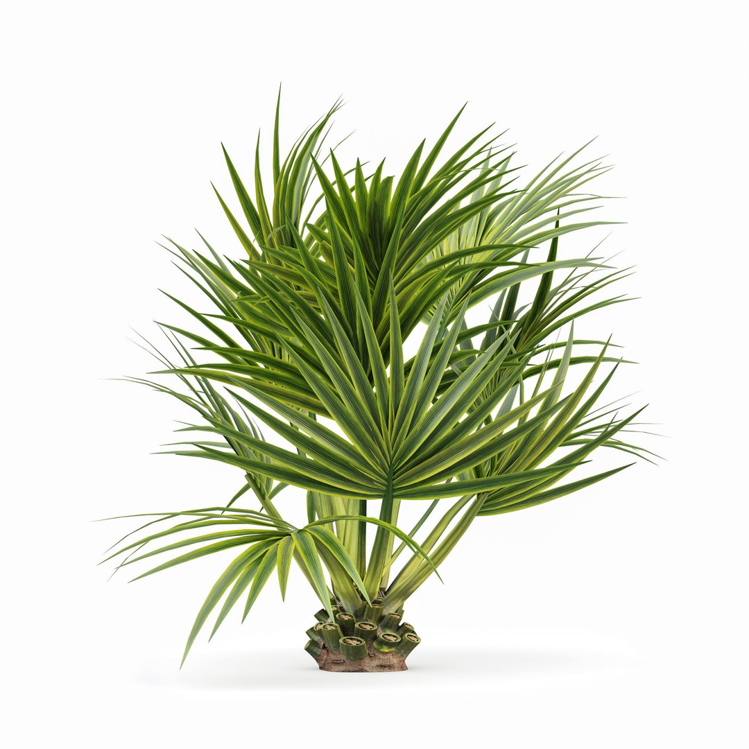 Sabal Palmetto and Phoenix Sylvestris 3D Model – Game-Ready PBR Asset, FBX - View 7