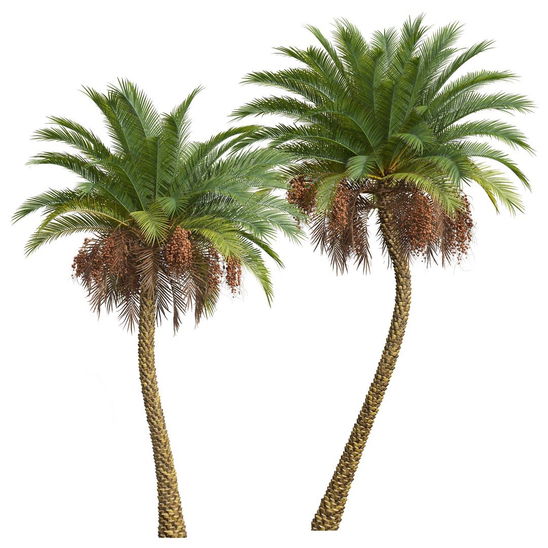 Sabal Palmetto and Phoenix Sylvestris 3D Model – Game-Ready PBR Asset, FBX - View 8
