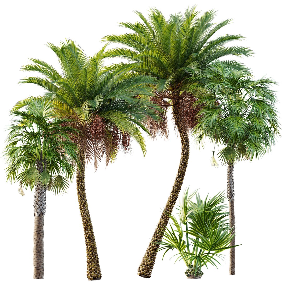 Sabal Palmetto and Phoenix Sylvestris 3D Model – Game-Ready PBR Asset, FBX - View 9