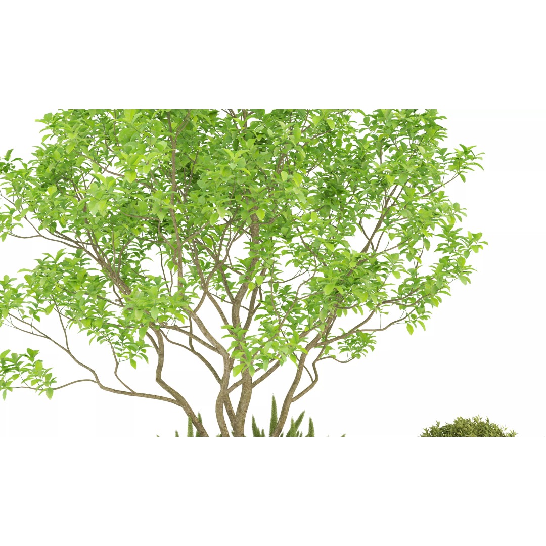 Modern Indoor Plants 3D Model – Low Poly Pot Plant, FBX & OBJ - View 11