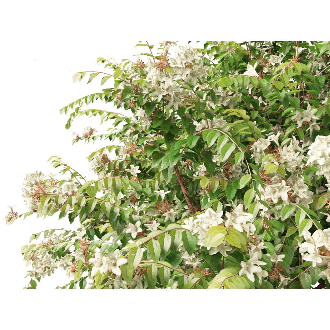 Abelia x grandiflora 3D Model – Glossy Bush Asset, FBX & Blender