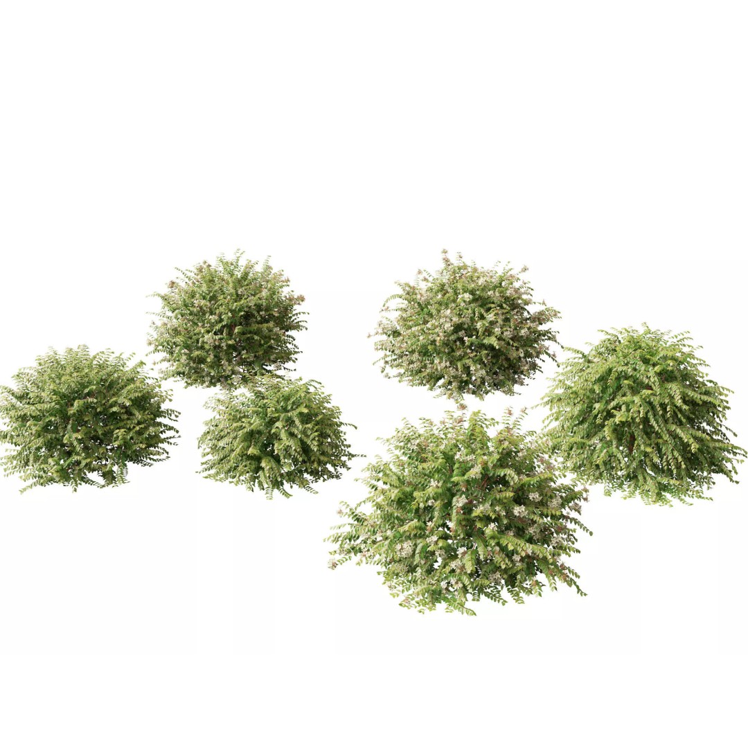 Abelia x grandiflora 3D Model – Glossy Bush Asset, FBX & Blender - View 2