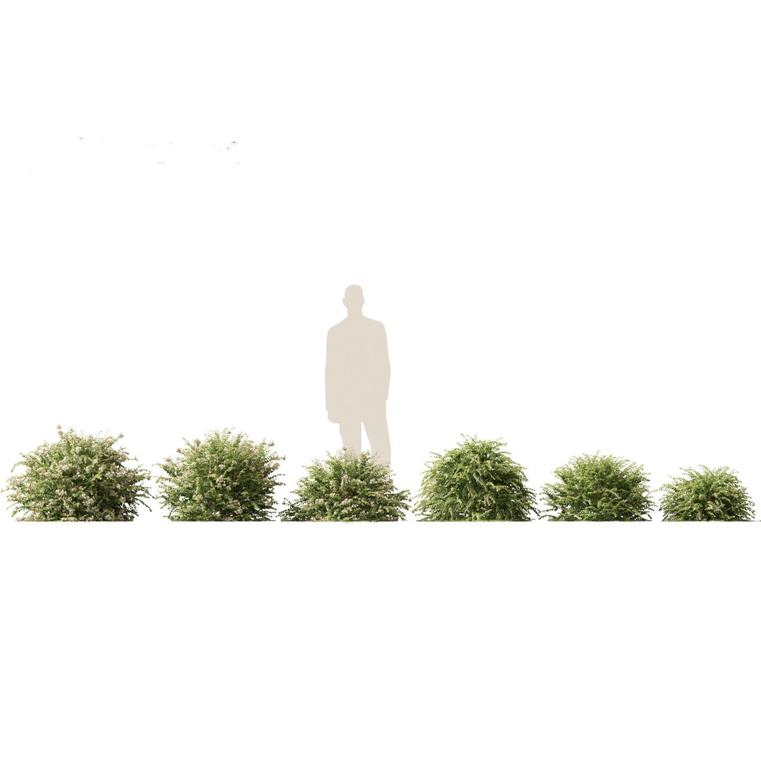 Abelia x grandiflora 3D Model – Glossy Bush Asset, FBX & Blender - View 3