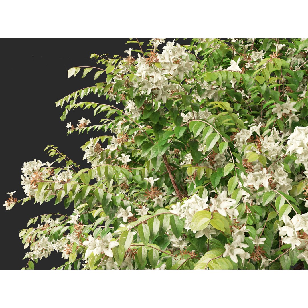 Abelia x grandiflora 3D Model – Glossy Bush Asset, FBX & Blender - View 4