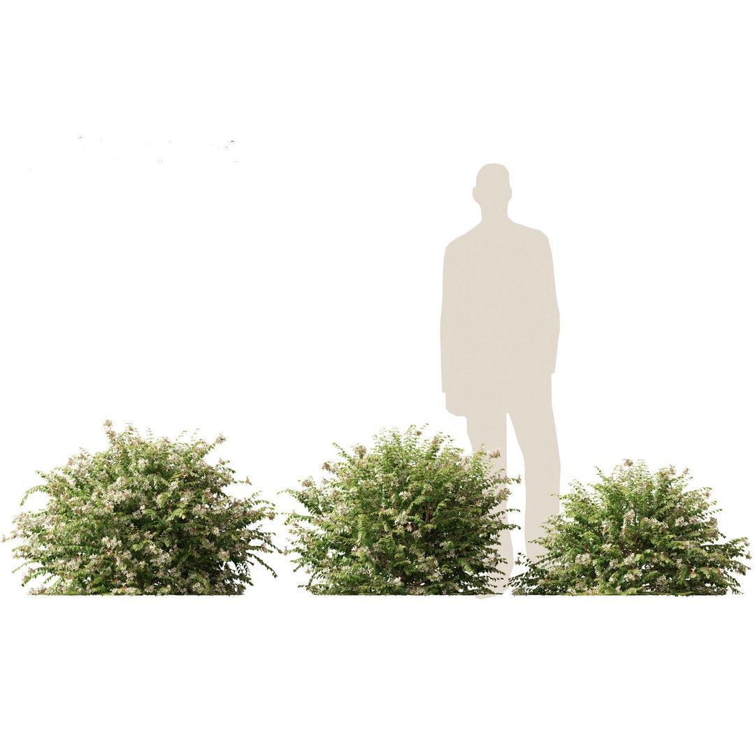 Abelia x grandiflora 3D Model – Glossy Bush Asset, FBX & Blender - View 6