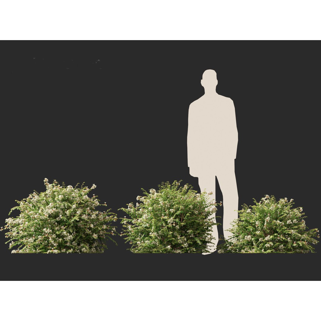 Abelia x grandiflora 3D Model – Glossy Bush Asset, FBX & Blender - View 7