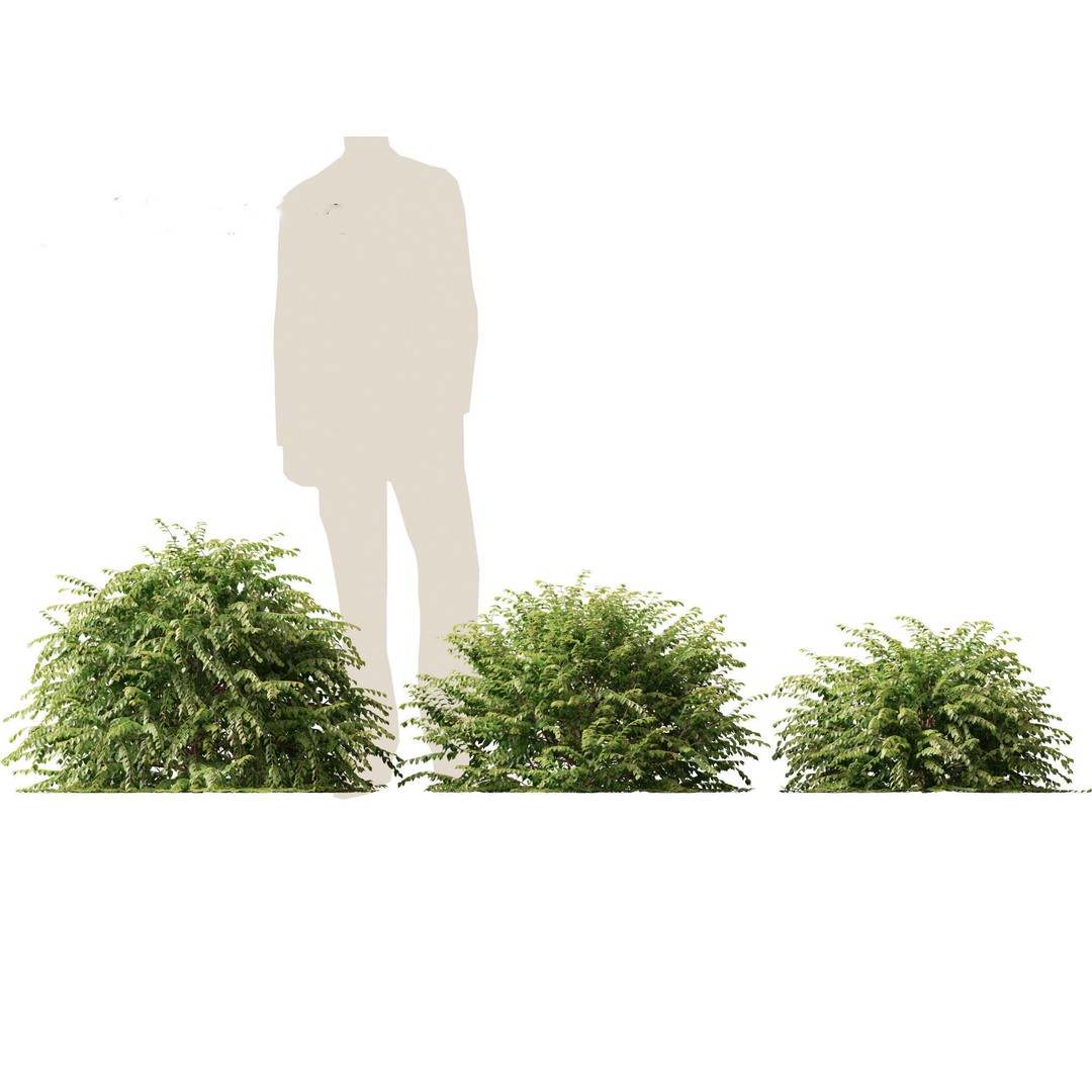 Abelia x grandiflora 3D Model – Glossy Bush Asset, FBX & Blender - View 8
