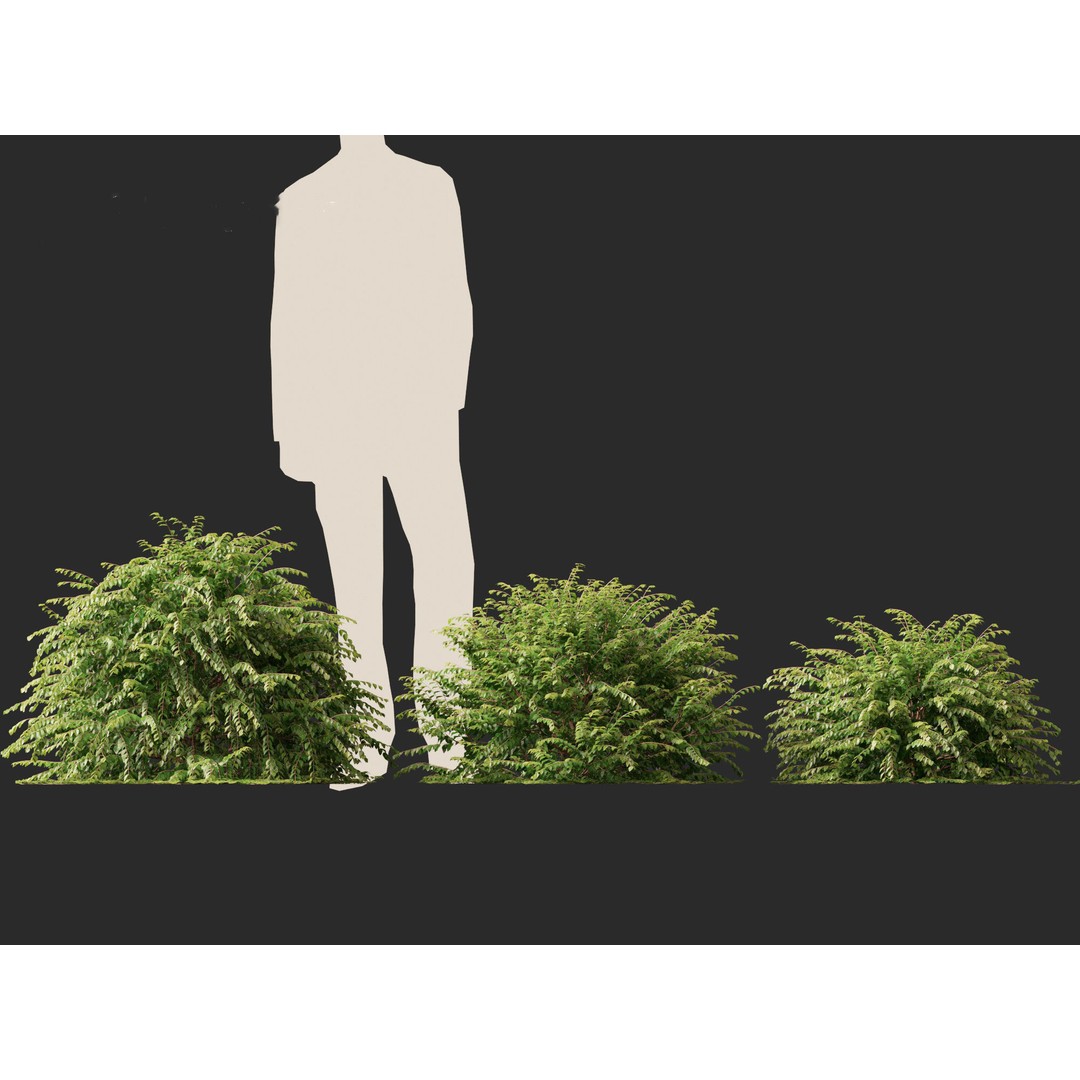 Abelia x grandiflora 3D Model – Glossy Bush Asset, FBX & Blender - View 9