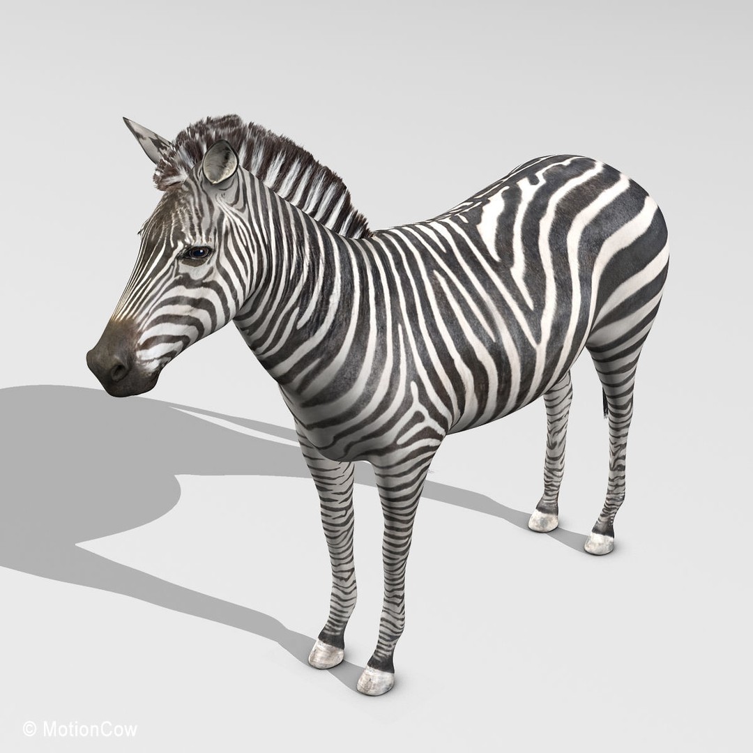 Photo Realistic Zebra 3D Model – Rigged, Animation Ready, FBX - View 11