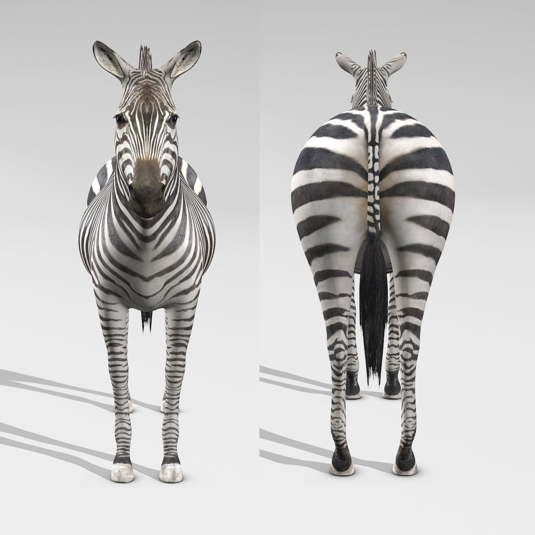 Photo Realistic Zebra 3D Model – Rigged, Animation Ready, FBX - View 12