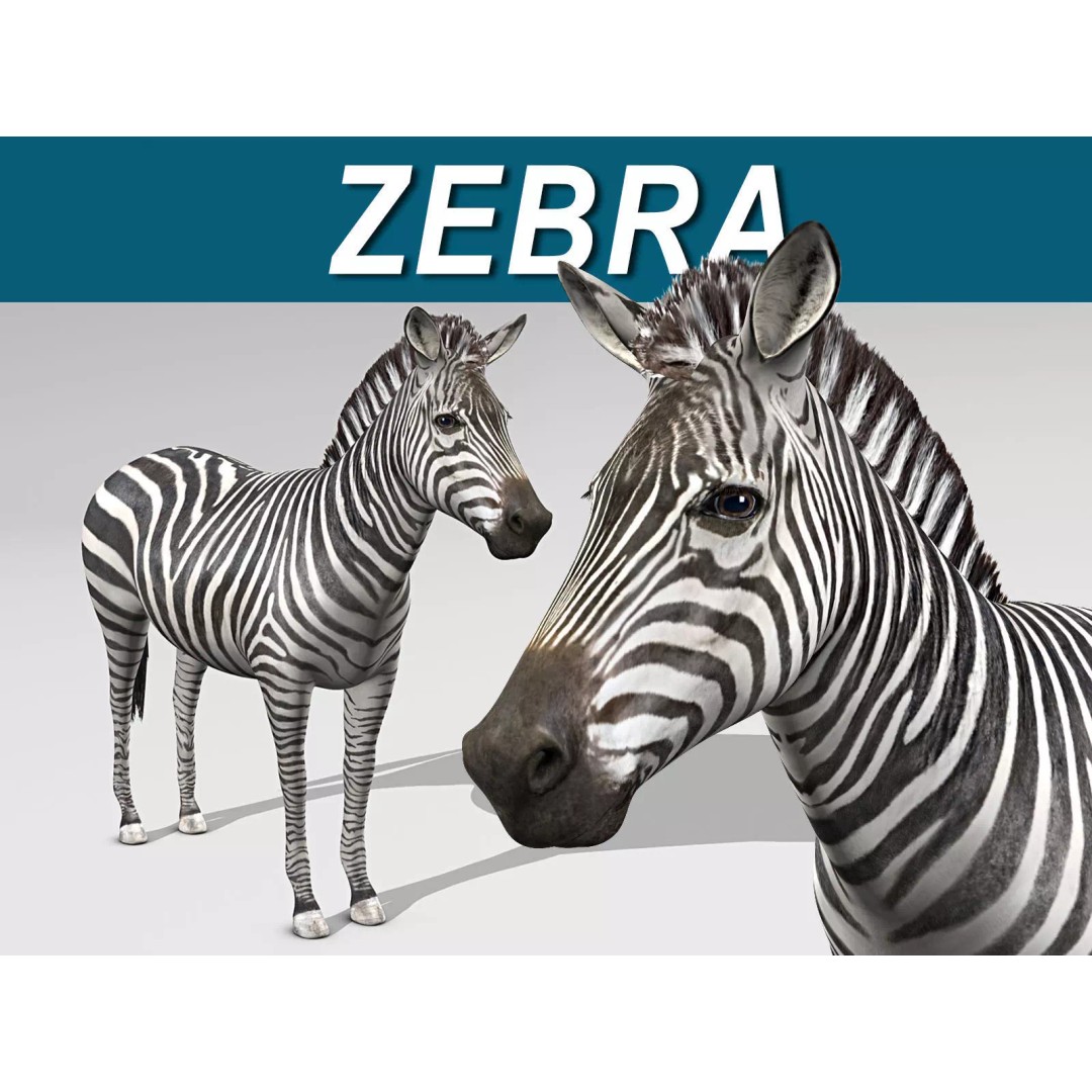 Photo Realistic Zebra 3D Model – Rigged, Animation Ready, FBX - View 2