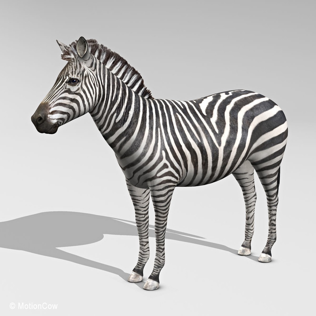 Photo Realistic Zebra 3D Model – Rigged, Animation Ready, FBX - View 3