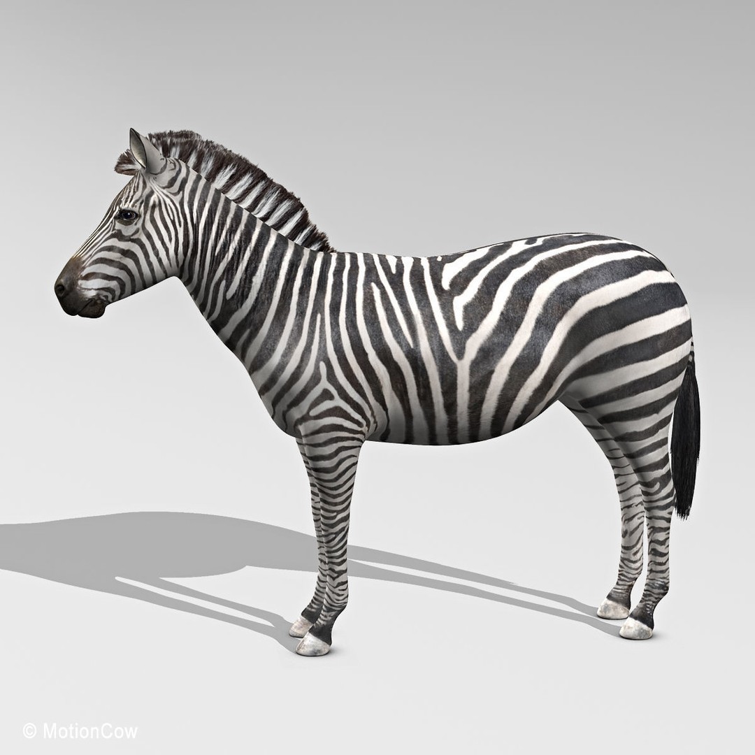 Photo Realistic Zebra 3D Model – Rigged, Animation Ready, FBX - View 4
