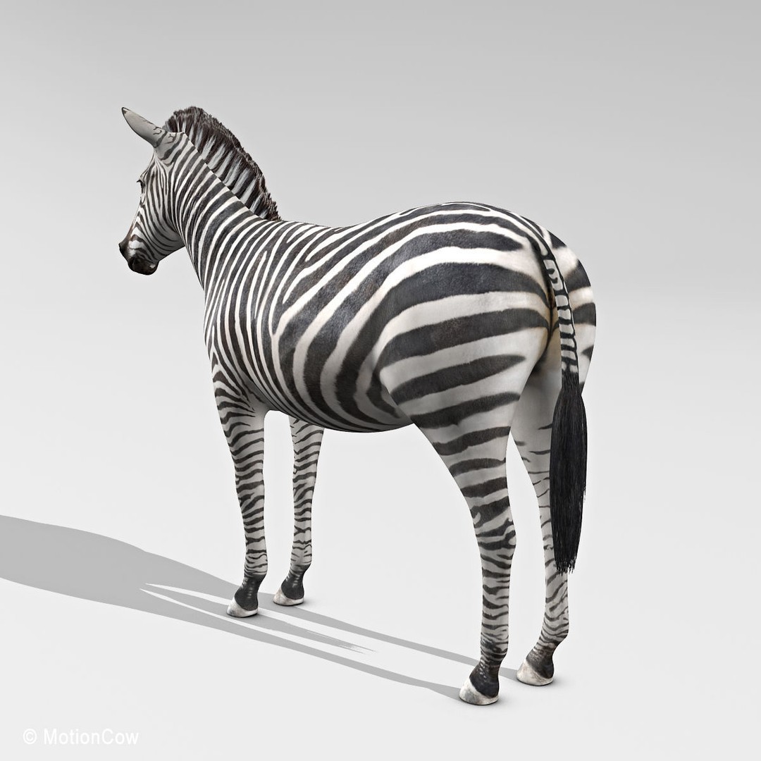 Photo Realistic Zebra 3D Model – Rigged, Animation Ready, FBX - View 5