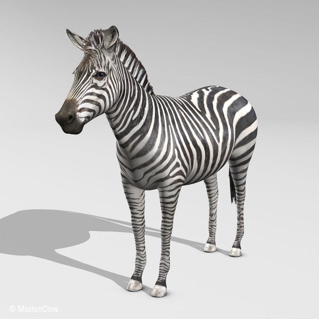 Photo Realistic Zebra 3D Model – Rigged, Animation Ready, FBX - View 6