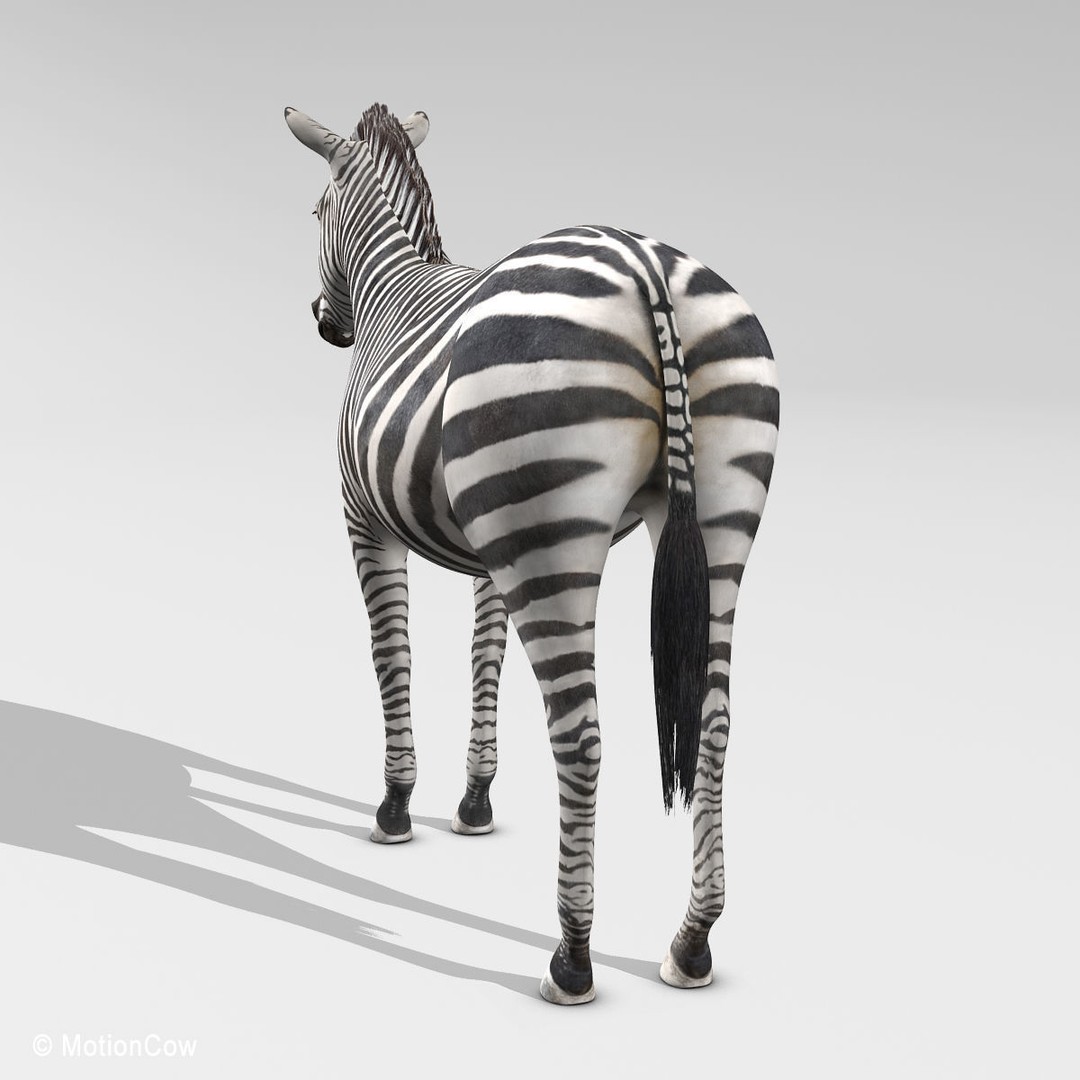 Photo Realistic Zebra 3D Model – Rigged, Animation Ready, FBX - View 7