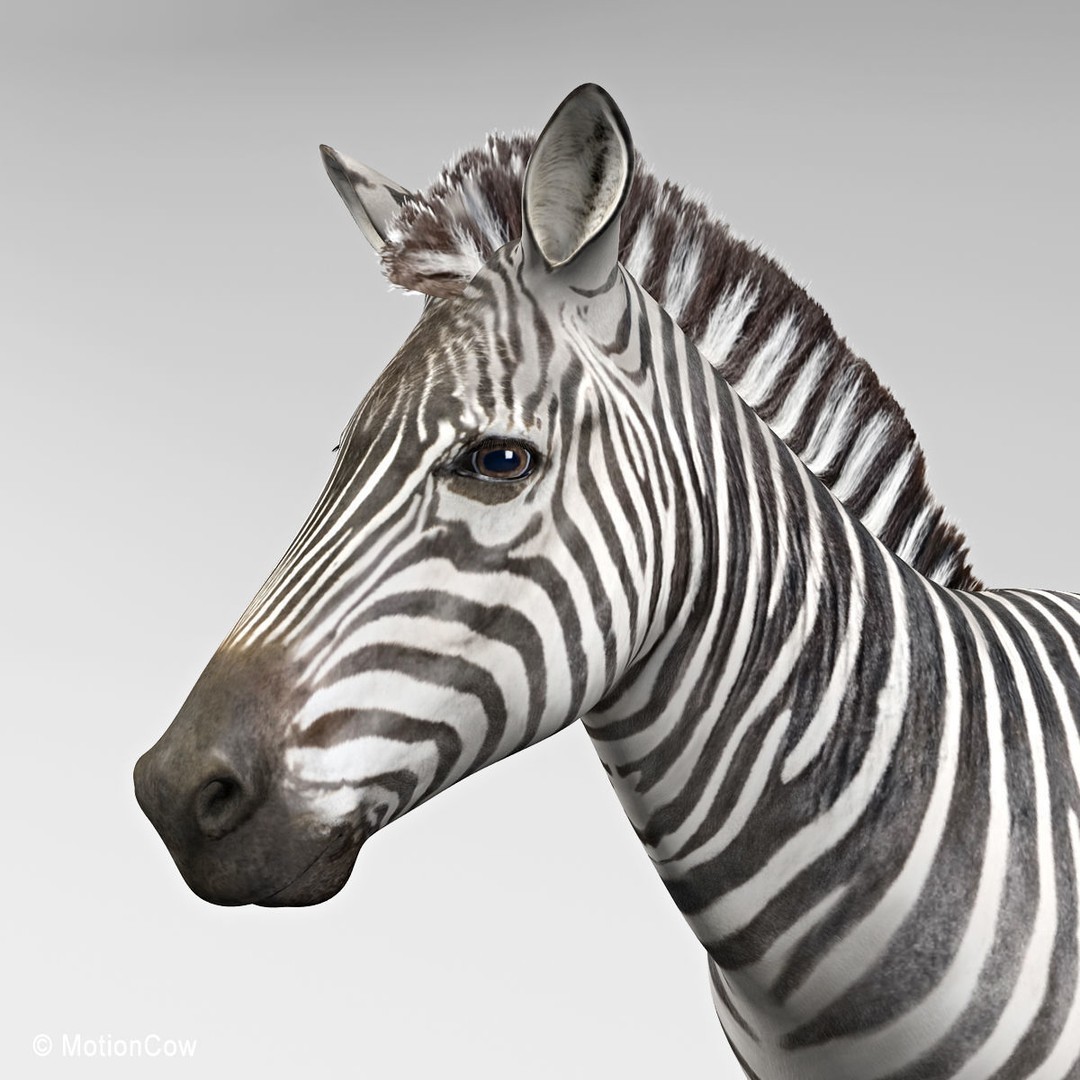 Photo Realistic Zebra 3D Model – Rigged, Animation Ready, FBX - View 9