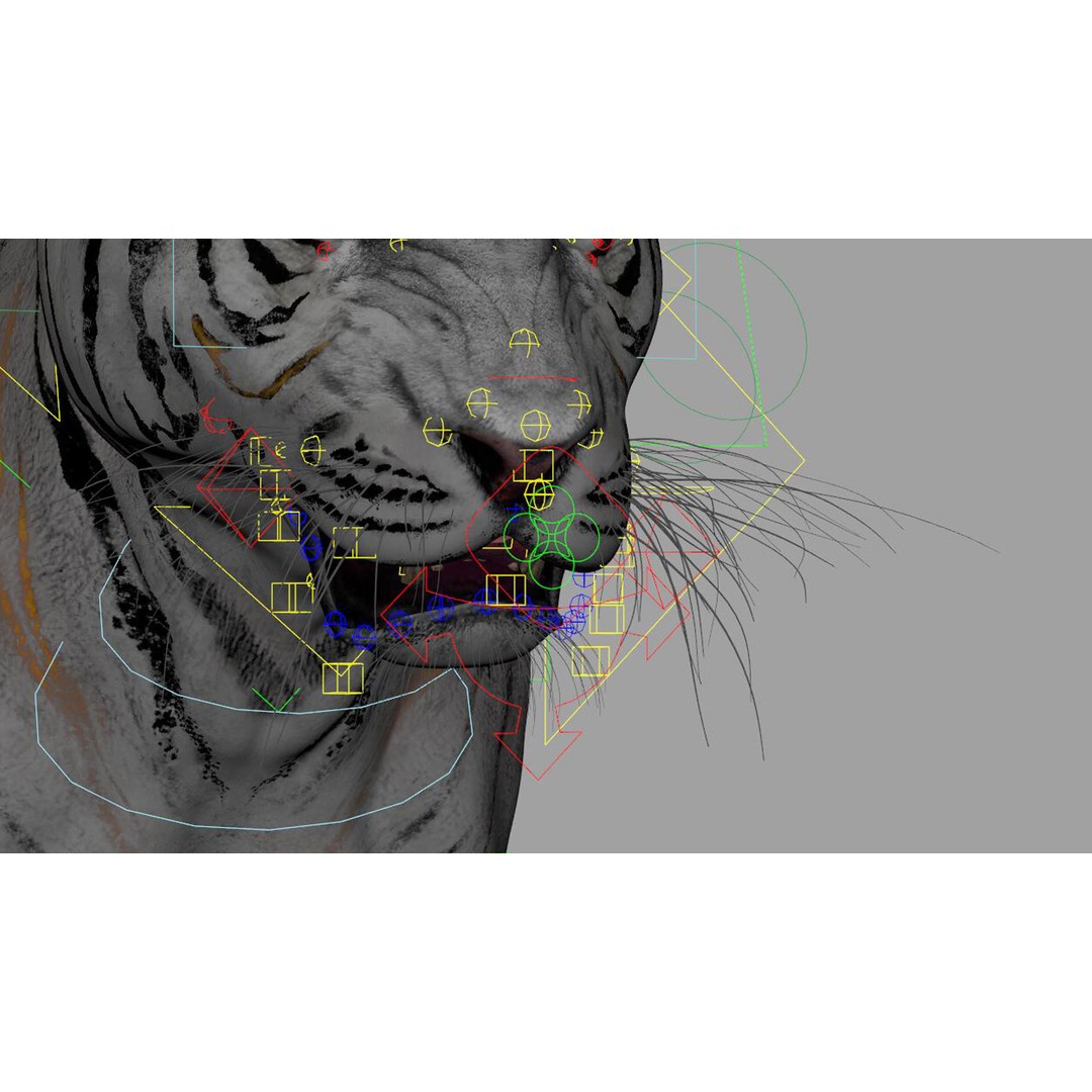 Tiger 3D Model – Rigged Animal Asset with Textures, FBX - View 10