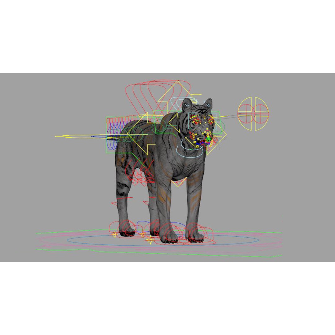 Tiger 3D Model – Rigged Animal Asset with Textures, FBX - View 9