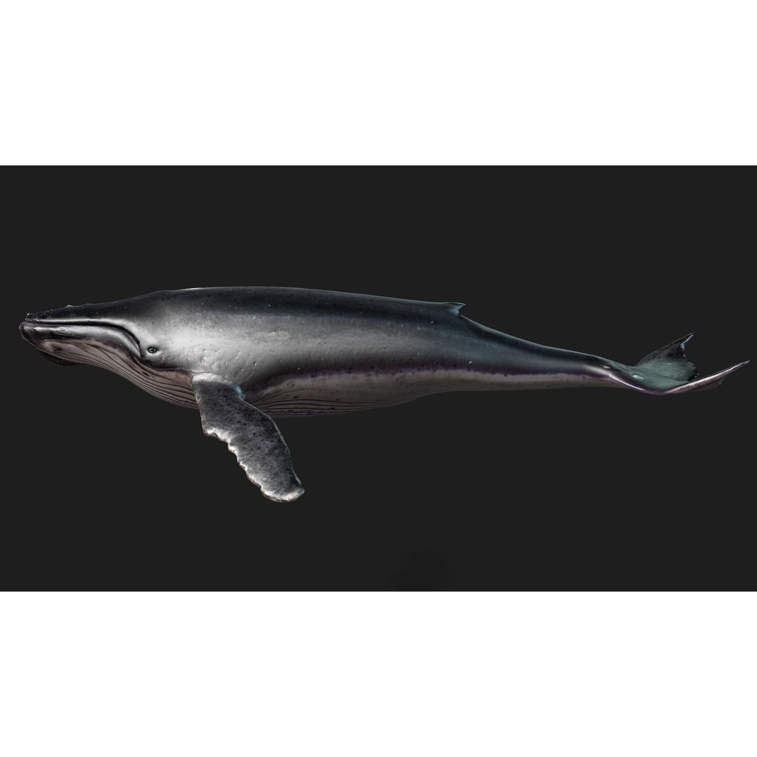 Whale 3D Model – Animated PBR Rigged Asset for Blender, FBX - View 10