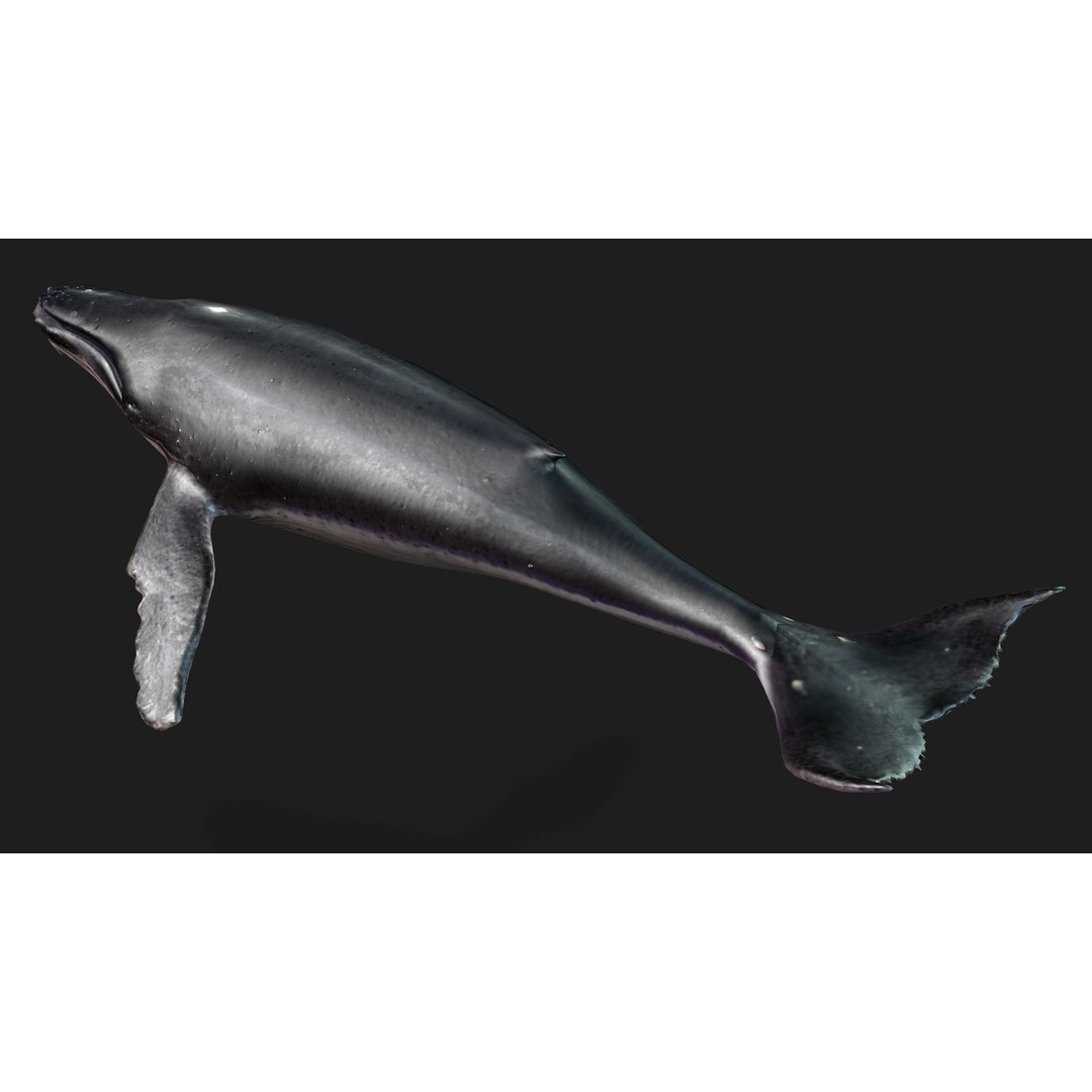 Whale 3D Model – Animated PBR Rigged Asset for Blender, FBX - View 11