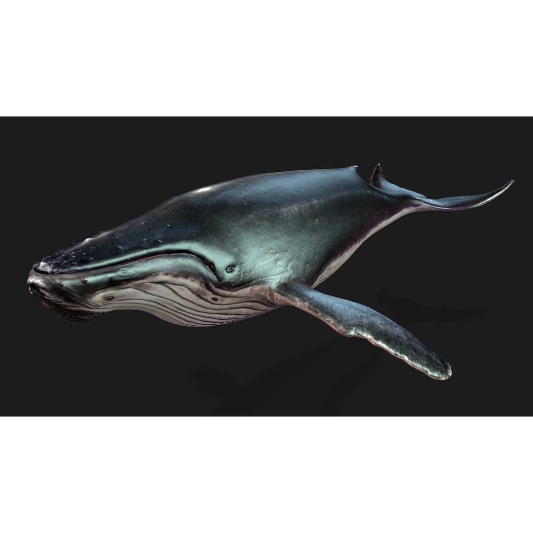 Whale 3D Model – Animated PBR Rigged Asset for Blender, FBX - View 12