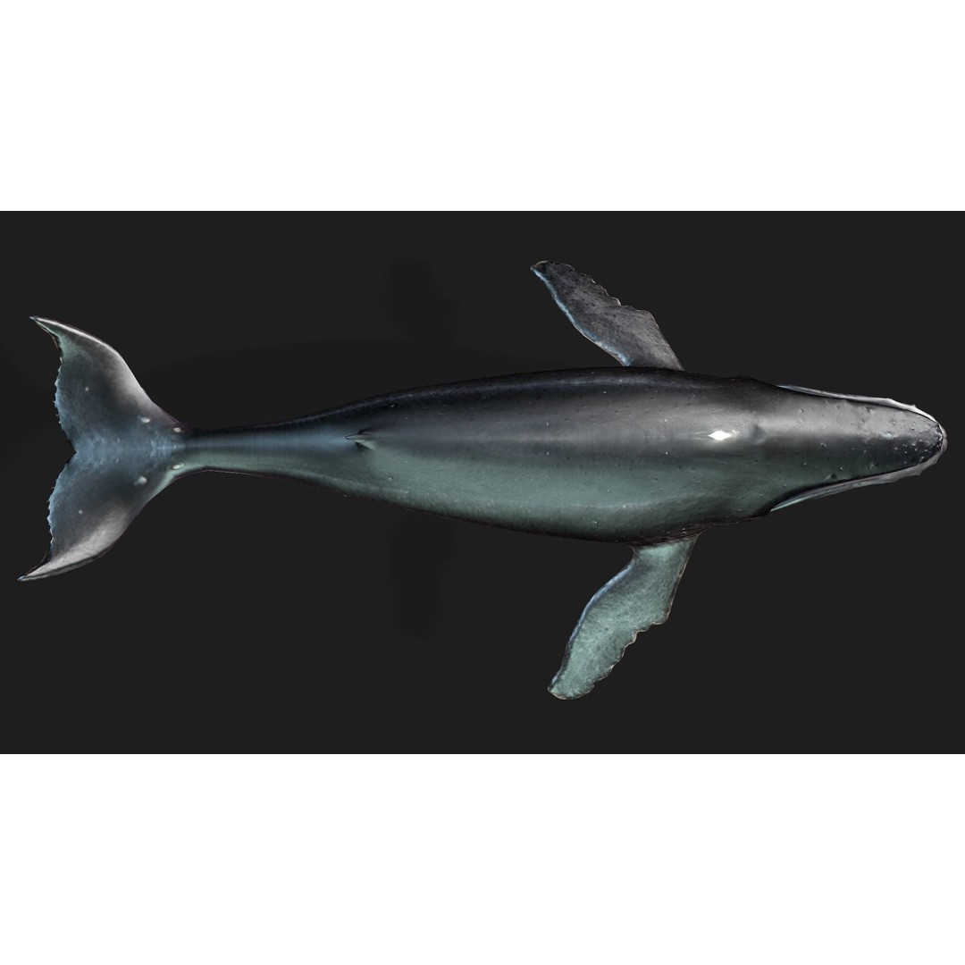 Whale 3D Model – Animated PBR Rigged Asset for Blender, FBX - View 13